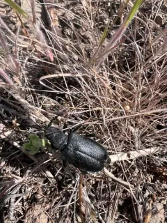 Piodes coriacea thumbnail 2