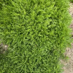 Mountain Sagewort thumbnail 4