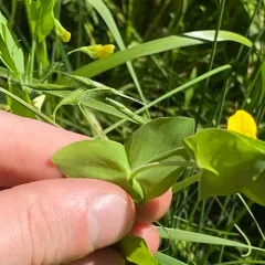 Yellow Vetchling thumbnail 2