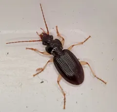 Long-horned Patrobus Beetle thumbnail 2