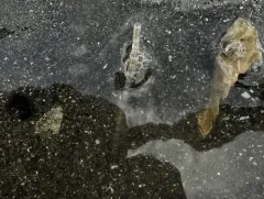 Glassy Tubeworm thumbnail 2