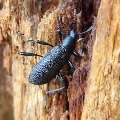 Roughened Darkling Beetle thumbnail 4