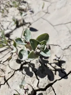 Mealy Goosefoot thumbnail 2