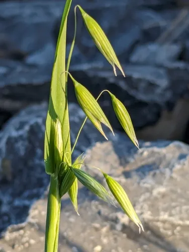 Common Oat