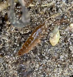 Pacific beach hopper thumbnail 2