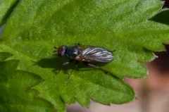 Bucephalina megacephala thumbnail 2
