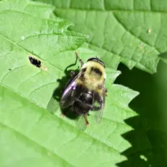 Hairy-eyed Bee-mimic Fly thumbnail 4