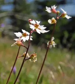 San Francisco woodland-star thumbnail 3