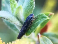 Willow Leafhopper thumbnail 2