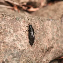 Sialis californica thumbnail 3