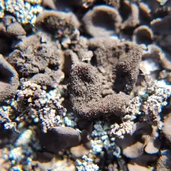 peppered rock tripe thumbnail 4