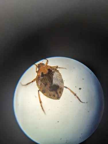 Peltodytes muticus