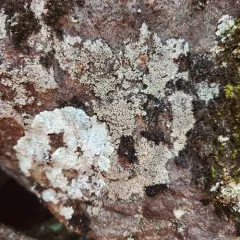 Powdery Almond Lichen thumbnail 2