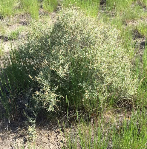 Siltbush