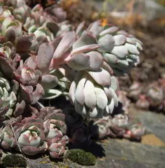 applegate stonecrop thumbnail 3