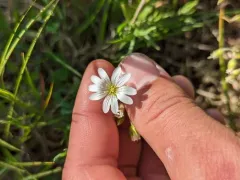 American Field Chickweed thumbnail 3