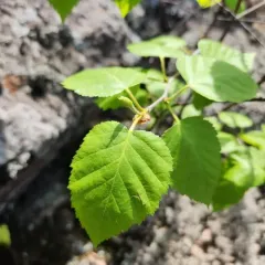 heartleaf paper birch thumbnail 2