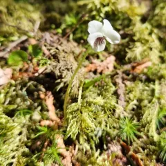 kidneyleaf white violet thumbnail 5