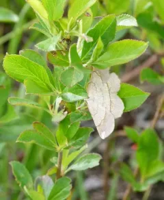 Scrub Euchlaena Moth thumbnail 2