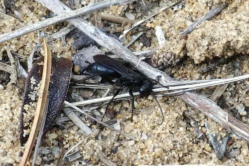 Anoplius tenebrosus
