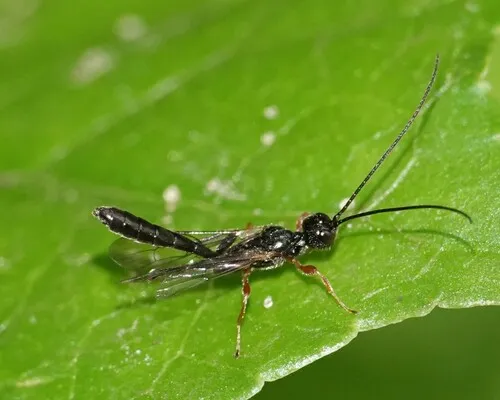 Aplomerus lineatulus