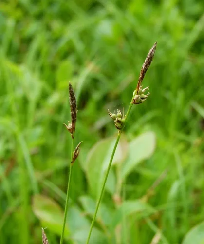 Blue Ridge sedge