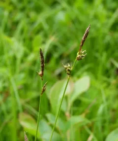 Blue Ridge sedge thumbnail 1