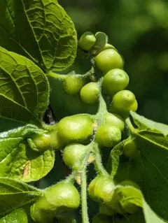 Hackberry Popout Gall Midge thumbnail 4
