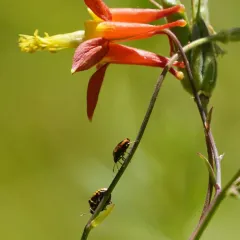 Cosmopepla uhleri thumbnail 1