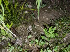 Cope's Gray Treefrog thumbnail 4