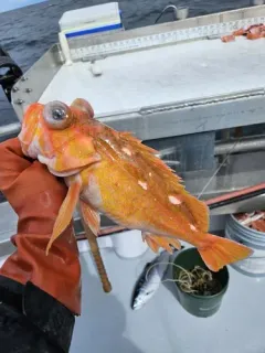 Rosethorn Rockfish thumbnail 4