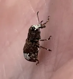 Eurymycter tricarinatus thumbnail 2