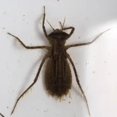 Racket-tailed Emerald thumbnail 1