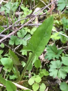 nodding rattlesnake root thumbnail 3