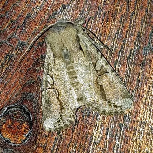 Egira rubrica