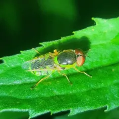 Odontomyia cincta thumbnail 3