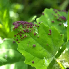Norvellina chenopodii thumbnail 2