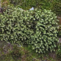 Ciliate Hoarmoss thumbnail 2