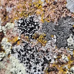 Pisutiella grimmiae thumbnail 4