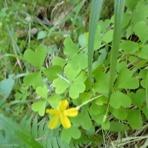 Suksdorf's woodsorrel