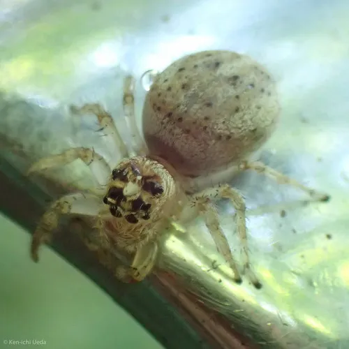Colonus hesperus