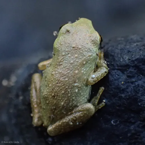 Pacific chorus frog