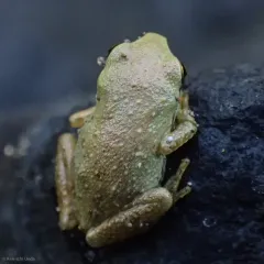 Pacific chorus frog thumbnail 1