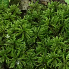 American Tree Moss thumbnail 4