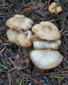 Snowmelt Clitocybe thumbnail 2