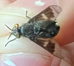 Dark Deer Fly thumbnail 3