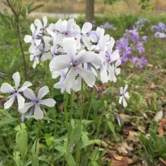 blue phlox thumbnail 4