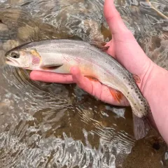 Rocky Mountain Cutthroat Trout thumbnail 4