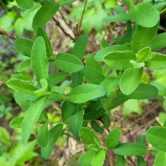 mountain fly-honeysuckle thumbnail 3