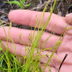 bristle-stalked sedge thumbnail 4